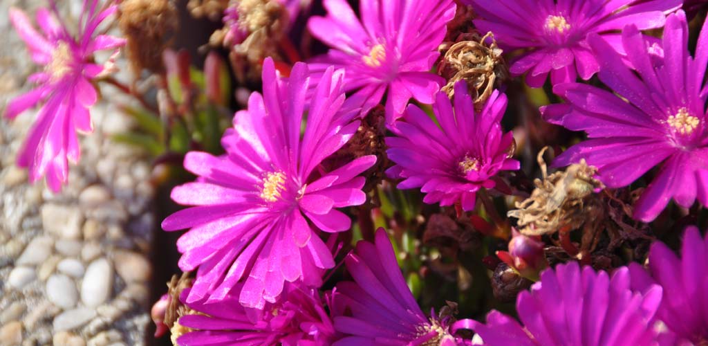 Wildflowers on the coast of Noirmoutier Island in Vendée