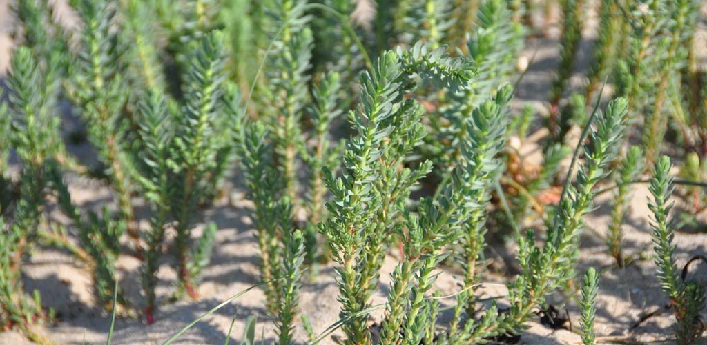 Wolfsmelk en wilde planten op een duin in Saint-Hilaire-de-Riez