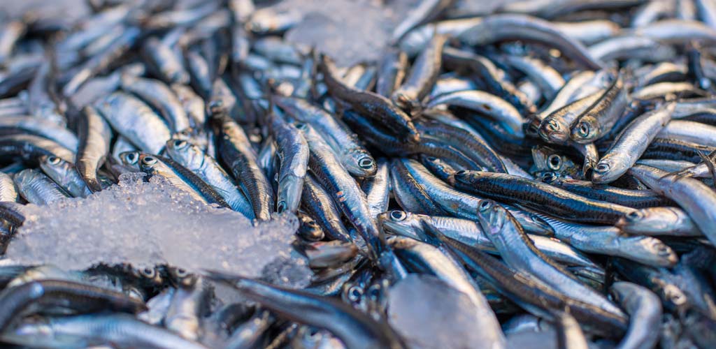 Sardines from Saint-Gilles-Croix-de-Vie in Vendée