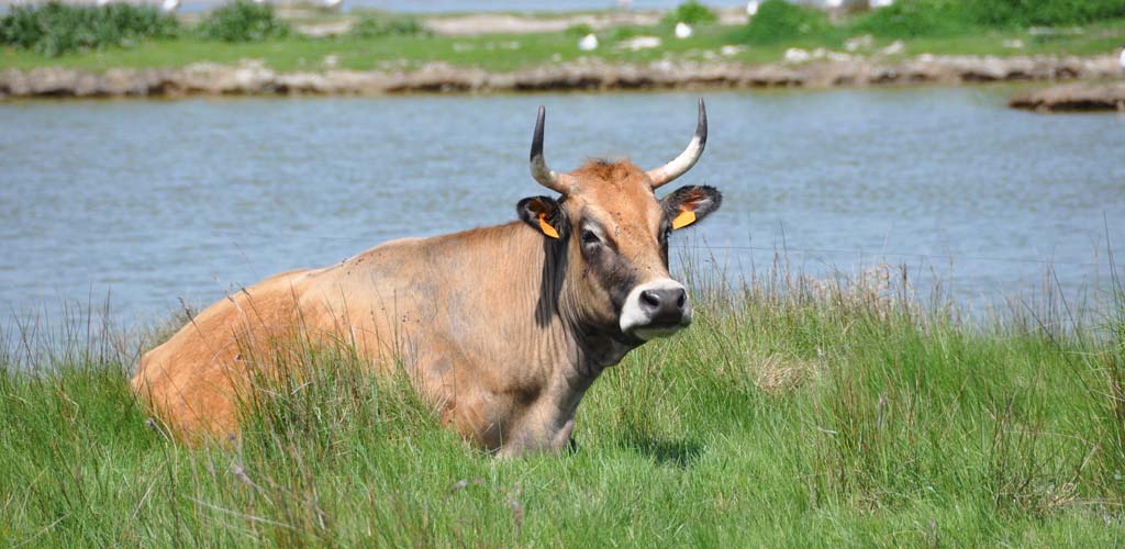 Koe aan zee op het eiland Noirmoutier (85)